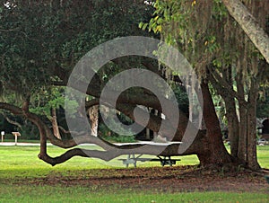 Live Oak tree