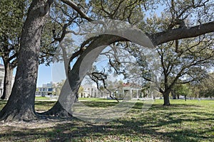 Live Oak Tree.