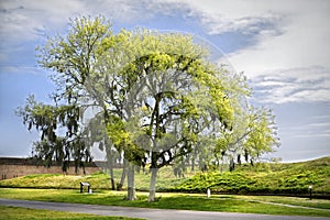 Live oak tree