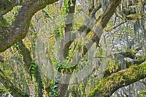 Live oak tree