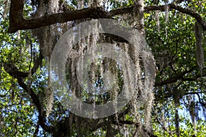 Live Oak Tree Draped in Spanish Moss