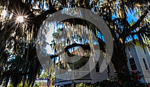 Live Oak Tree Draped With Spanish Moss and Historic Home Near Waterfront Park