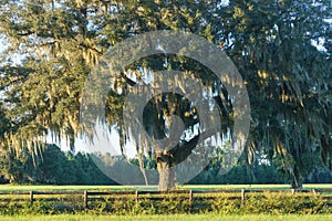 Live Oak Tree in field behind fence