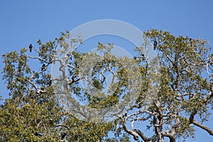 Live Oak Tree Full of Blackbirds