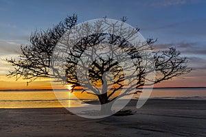 Live Oak Tree Growing on a Georgia Beach at Sunset