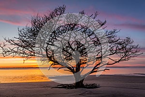 Live Oak Tree Growing on a Georgia Beach at Sunset