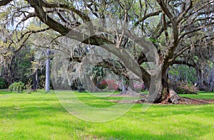 Live Oak Tree Hanging Moss Charleston South Carolina