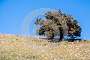 Live oak tree on a hill