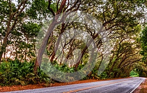 Live Oak Tree KLined Road