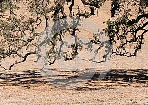 Live Oak tree limbs