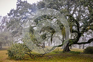 Live oak tree with moss and pond in background.