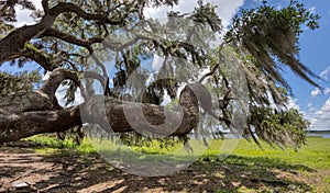 Live Oak tree in Myakka River State Park Sarasota Florida