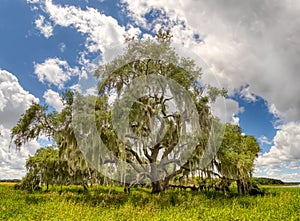Live Oak tree in Myakka River State Park Sarasota Florida photo