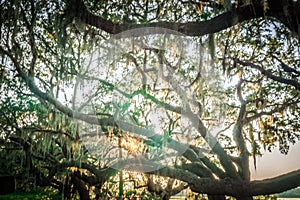 Live Oak Tree with Quercus virginiana and Spanish Moss at sunset