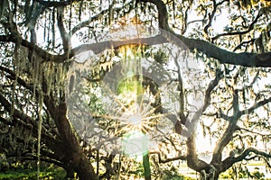 Live Oak Tree with Quercus virginiana and Spanish Moss at sunset