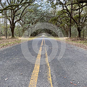 A live oak tree tunnel on Kiawah Island in South Carolina