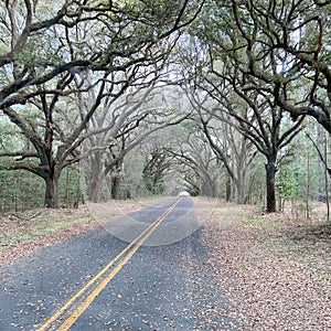 A live oak tree tunnel on Kiawah Island in South Carolina on a beautiful day