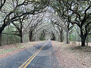 A live oak tree tunnel in South Carolina