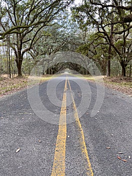 A live oak tree tunnel in South Carolina