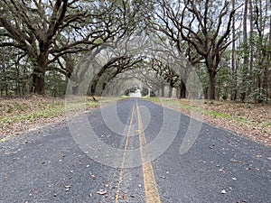 A live oak tree tunnel in South Carolina