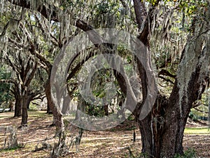 Live Oak Trees draped in Spanish Moss
