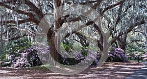 Live Oak Trees with Hanging Moss and Spring Azaleas SC