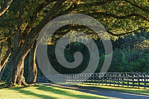 Live oak trees over road