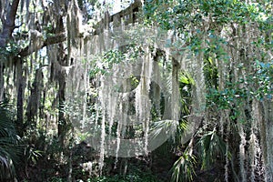 Live oak trees with Spanish moss