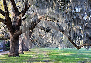 Live Oak Trees and Spanish Moss Savannah Georgia