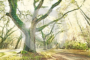 Live Oak trees at Wormsloe historic site in Savannah Georgia