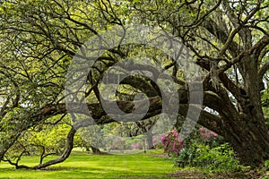 Live Oak Tunnel In Spring