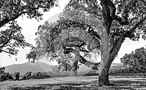 Live Oak Tree in Napa Valley Vineyard