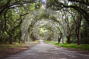 Live Oak wonderland photo