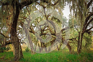 Live Oaks