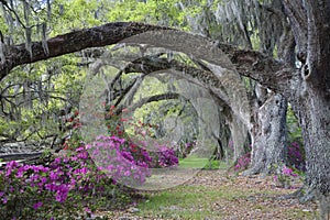 Live Oaks and colorful azalea