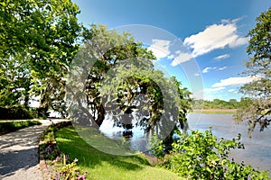 Live oaks draped in Spanish moss leaning over the Ashley river.