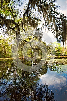 Live oaks draped in Spanish moss reflecting in a calm pond.