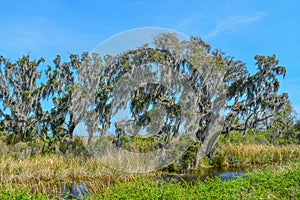 Live Oaks with Mexican Moss at Savannah National Wildlife Refuge in Hardeeville, Jasper County, South Carolina USA