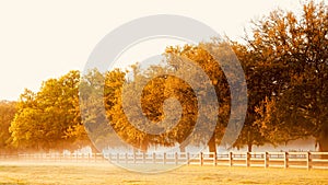 Live Oaks in Morning Mist - South Carolina