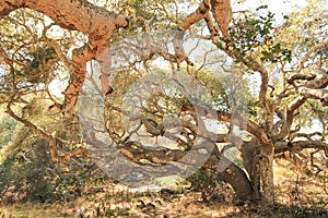 Live oaks at osos