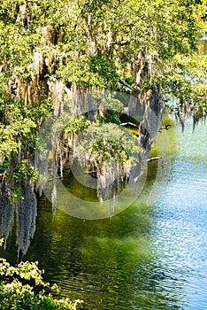 Live oaks overhanging the river with Spanish moss hanging down.