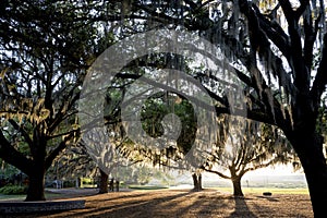 Live Oaks and Spanish Moss