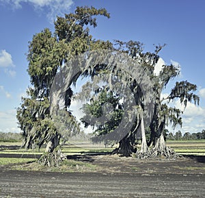 Live Oaks and Spanish Moss