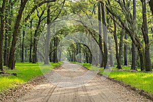 Live Oaks with Spanish Moss line dirt road on Edisto Island near Charleston, SC