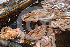 Live octopuses in a tank waiting to be sold for food on a street market in South Korea