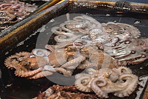 Live octopuses in a tank waiting to be sold to be eaten in a restaurant on a fishery in Seoul South Korea