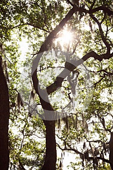 Live Oka Tree in Savannah, GA