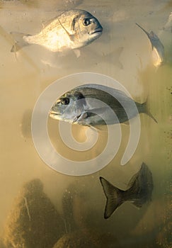 Orada fish in aquarium