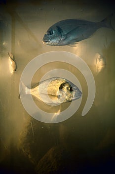 Orada fish in aquarium