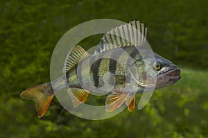 Live perch fish isolated on natural green background photo